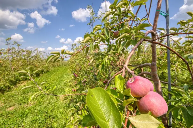 Vergers en Montérégie