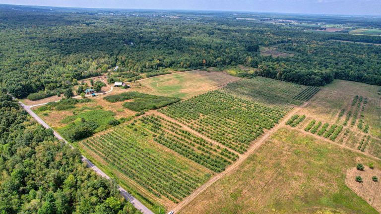 petit verger à Franklin
